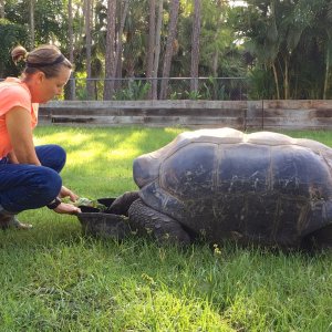 Aldabra Breeders