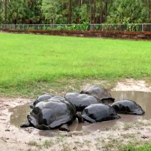 Aldabra Breeders