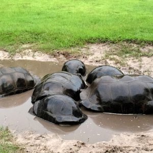 Aldabra Breeders