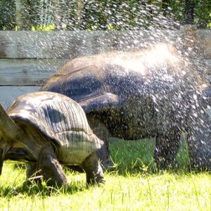 Aldabra Breeders