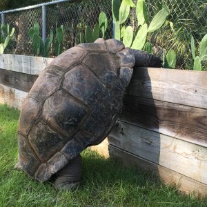 Aldabra Breeders