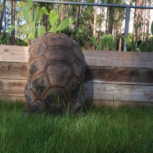 Aldabra Breeders