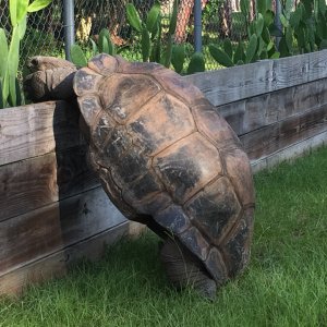 Aldabra Breeders