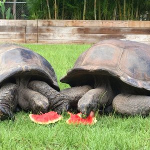 Aldabra Breeders