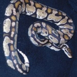 Axanthic pastel F