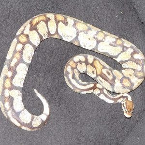 Axanthic pastel F