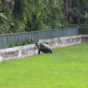 Aldabra Breeders