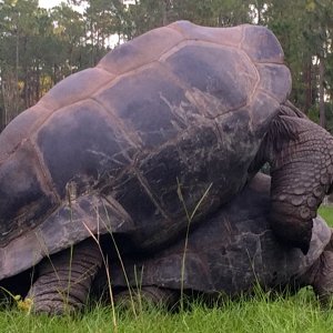 Aldabra Breeders