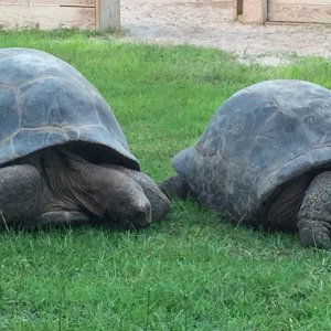 Aldabra Breeders