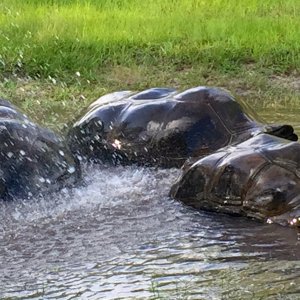 Aldabra Breeders
