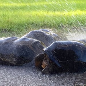 Aldabra Breeders