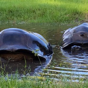 Aldabra Breeders