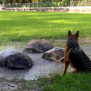 Aldabra Breeders