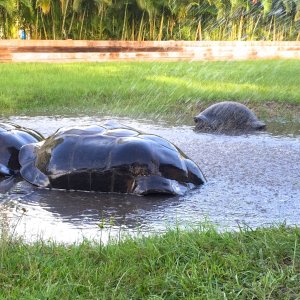 Aldabra Breeders