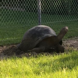 Aldabra Breeders