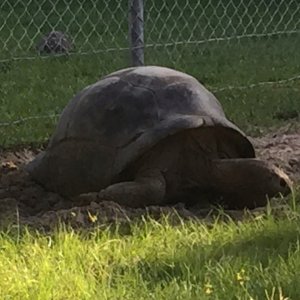 Aldabra Breeders