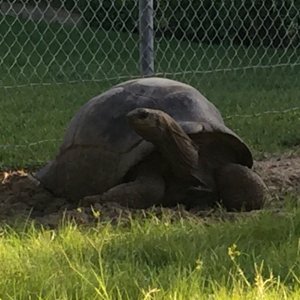Aldabra Breeders