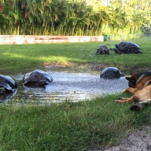 Aldabra Breeders