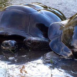 Aldabra Breeders