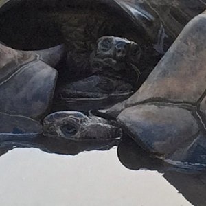 Aldabra Breeders