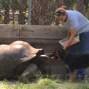 Aldabra Breeders