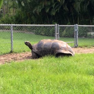 Aldabra Breeders