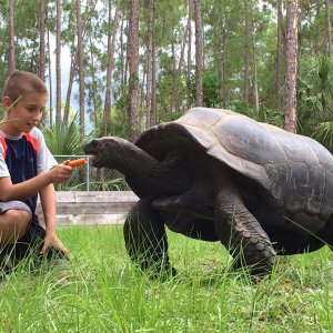 Aldabra Breeders