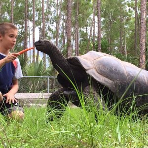 Aldabra Breeders