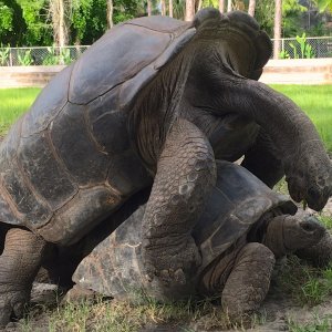 Aldabra Breeders