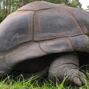 Aldabra Breeders