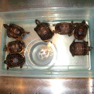 Aldabra Breeders