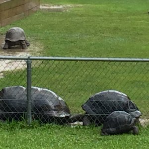 Aldabra Breeders
