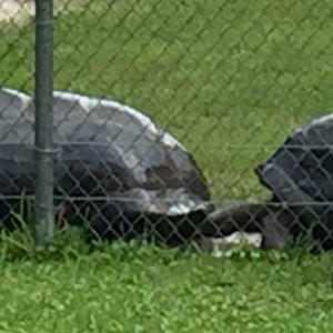 Aldabra Breeders