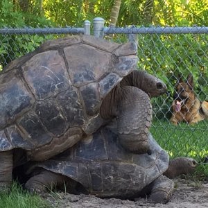 Aldabra Breeders