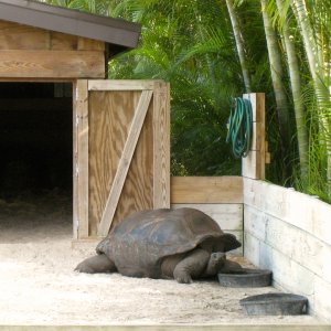 Aldabra Breeders