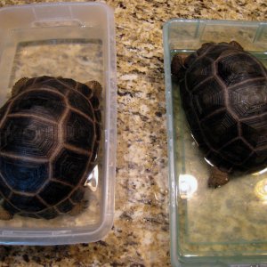 Aldabra Breeders