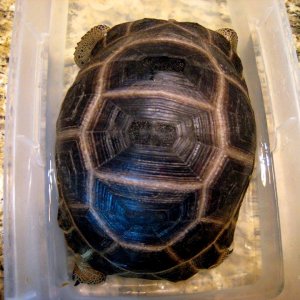 Aldabra Breeders