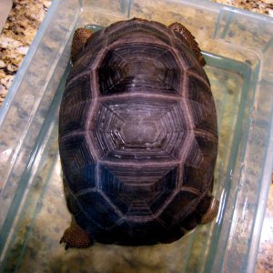 Aldabra Breeders