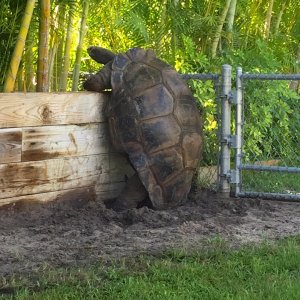 Aldabra Breeders