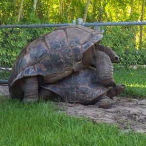 Aldabra Breeders