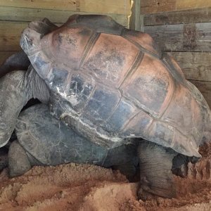 Aldabra Breeders
