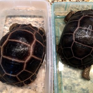 Aldabra Breeders