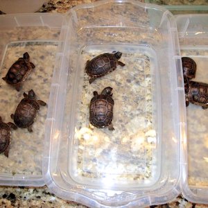 Aldabra Breeders