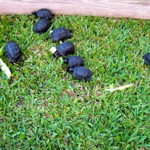 Aldabra Breeders