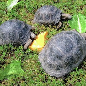 Aldabra Breeders