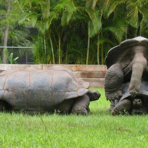 Aldabra Breeders