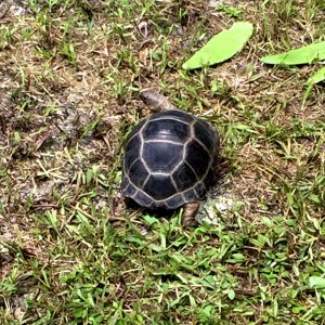 Aldabra Breeders