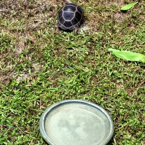 Aldabra Breeders