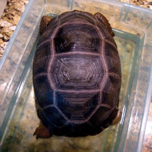 Aldabra Breeders