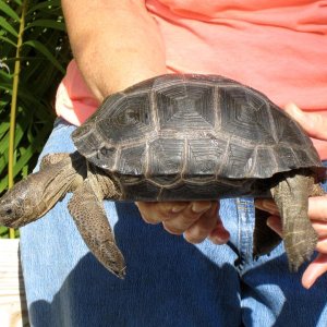 Aldabra Breeders